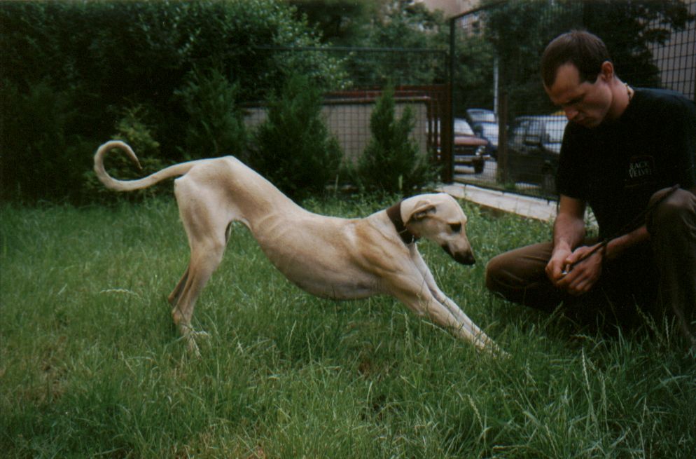 Djahirah Bohemia Genao 8.8.2001 s majitelem p. Sedlačík