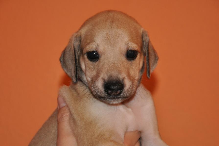 The boys 4 weeks lila Gamal