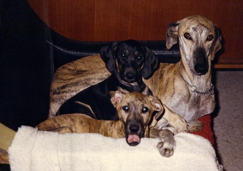 Taiga du Montouchet de la Horde d'Or 15.10.1982, with Charmoute and another puppy from the C litter