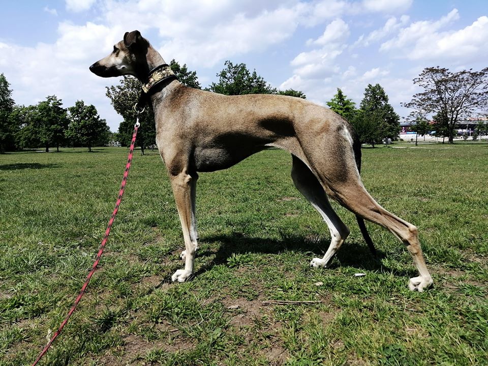 cala  balkan sighthound