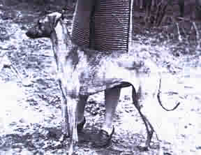 oujda kahloul de la treille 18.6.1978