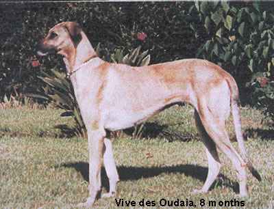 vive des oudaia8.3.1972