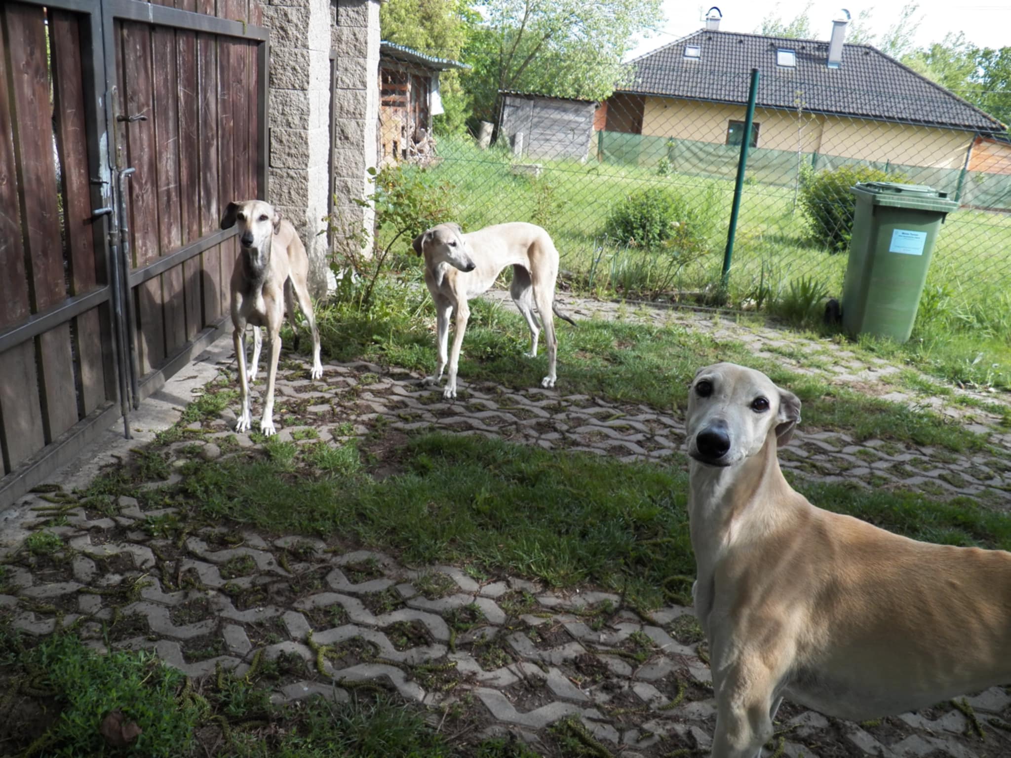 Messenger_creation_A08F7256-A31A-457E-8E9B-CEFA427ADA30