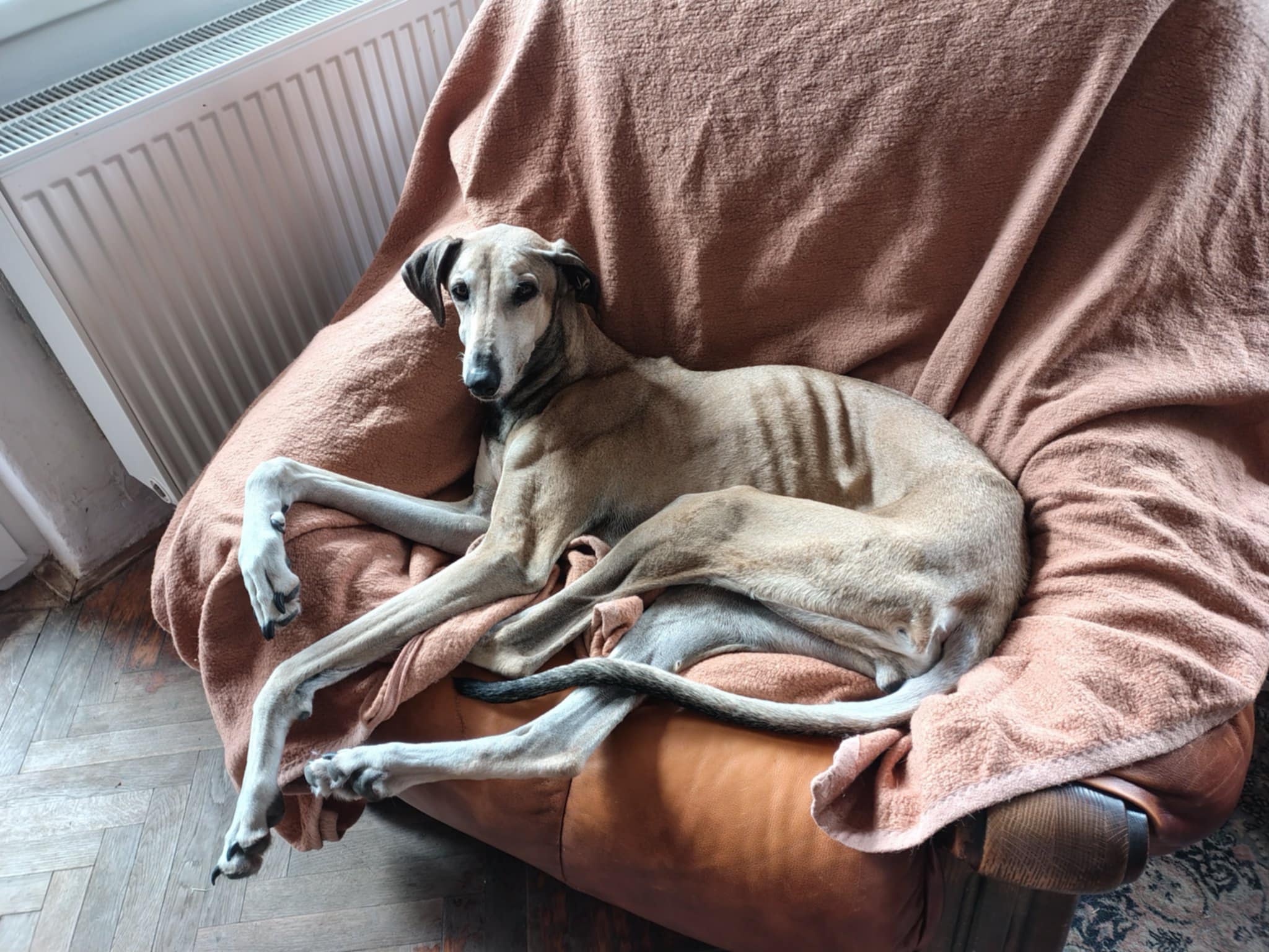 Messenger_creation_48690E9A-D9F8-4DF7-B3B9-9B7933E66EED