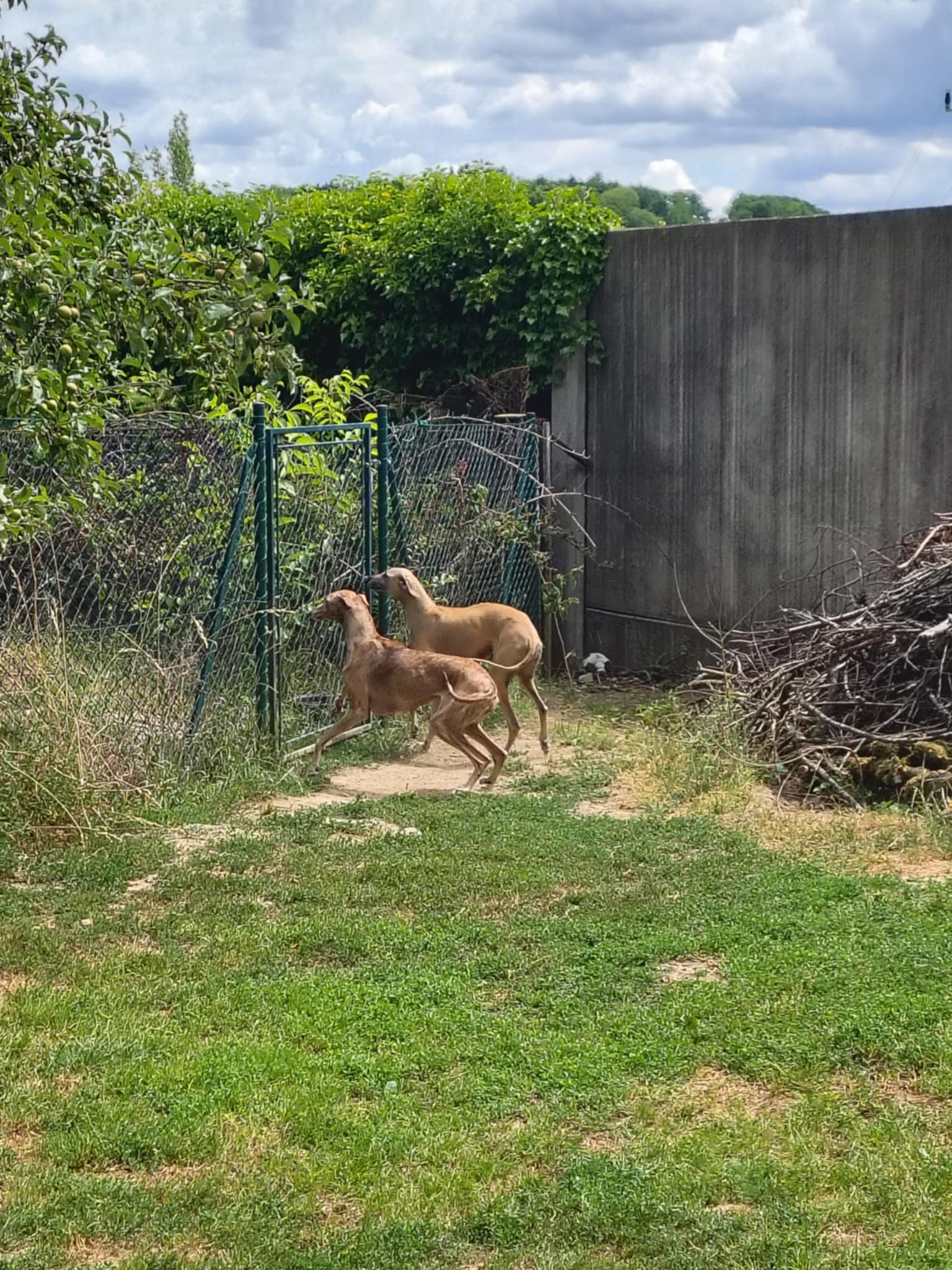 Messenger_creation_958413B1-8E93-461D-B08F-84072B243288