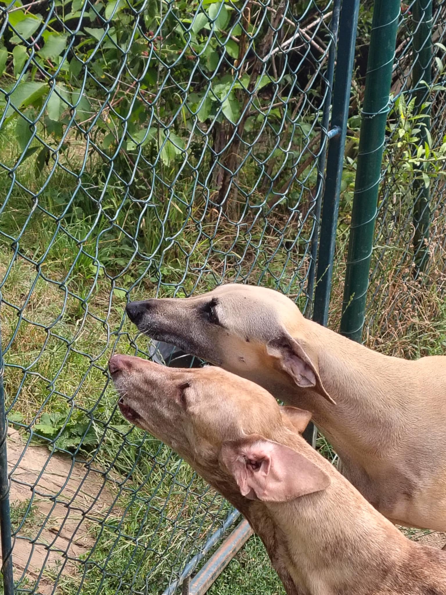 Messenger_creation_F3235BED-AE79-44F4-A34E-B9366E7F9DF1