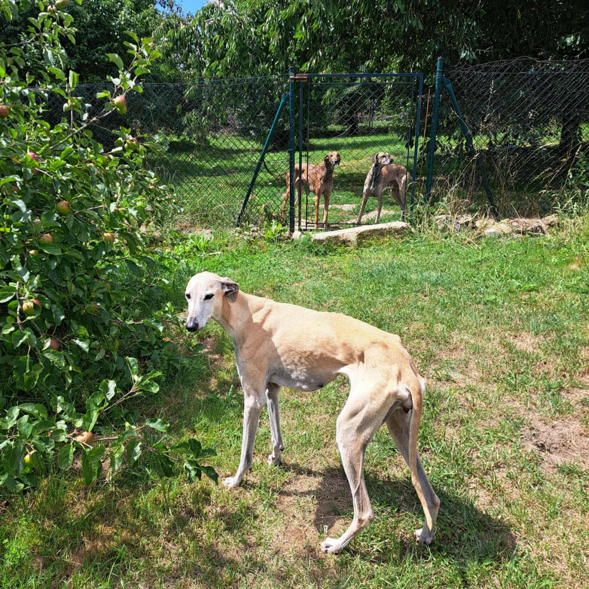 Messenger_creation_3304D9A8-1D59-43AF-B48C-0056A5B44422