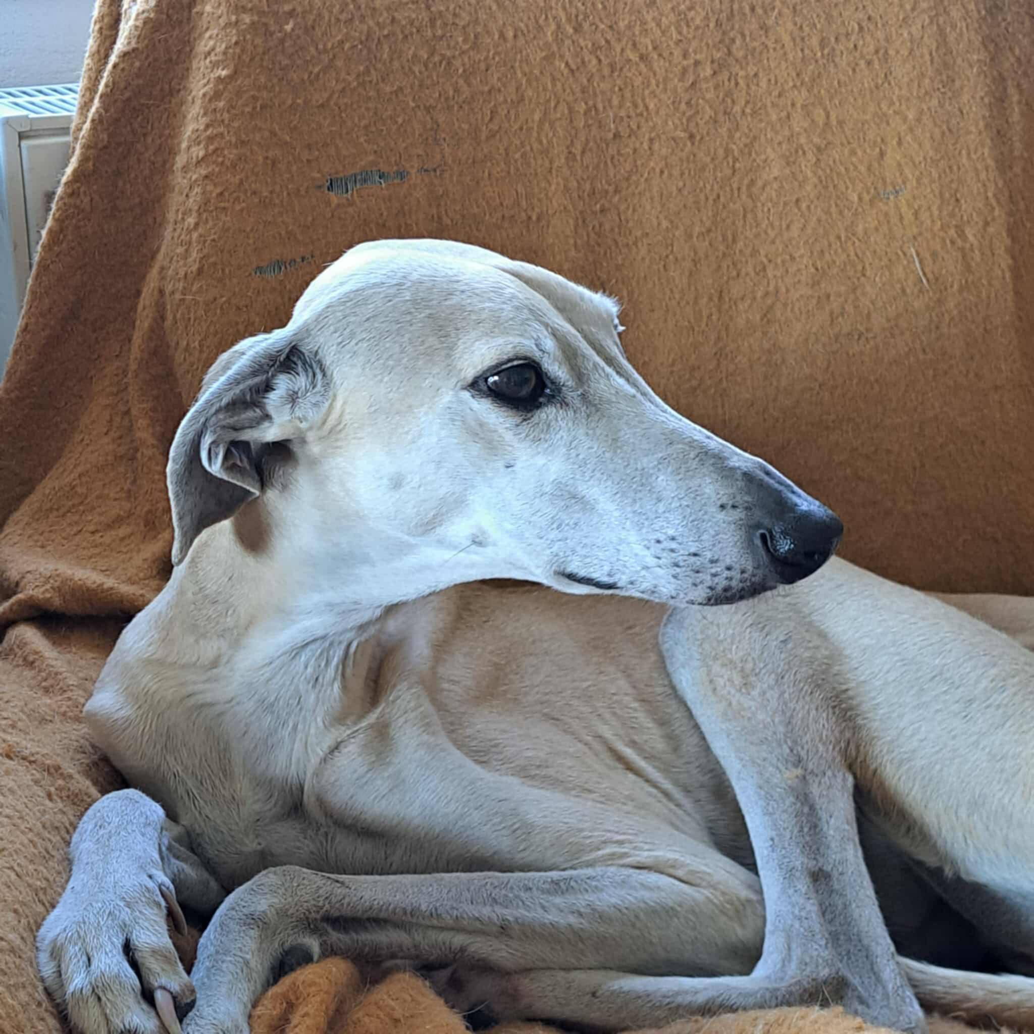 Messenger_creation_8C62DD32-BC8D-460F-80A1-89D17A023818