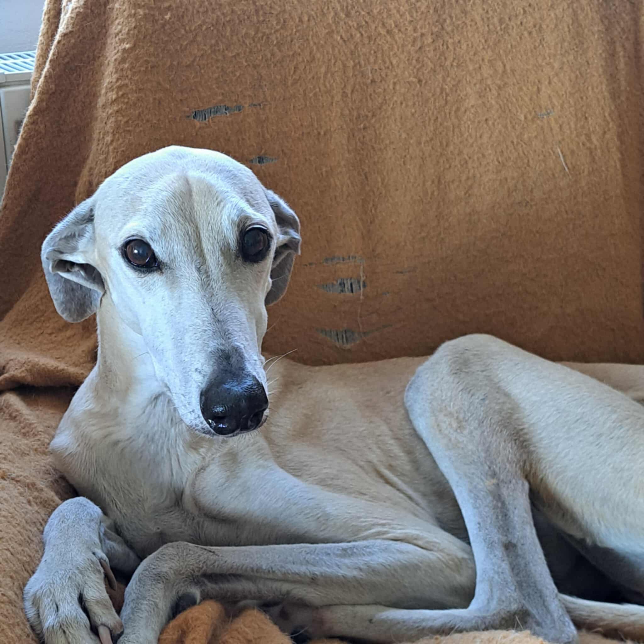 Messenger_creation_47785080-700F-4EE2-B711-057EDCED6259