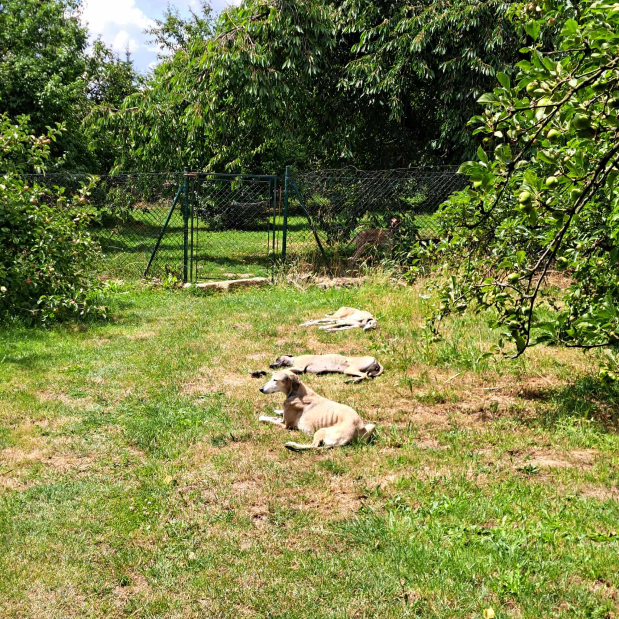 Messenger_creation_D676F086-F556-4F1B-A810-DB28F6F5DB72