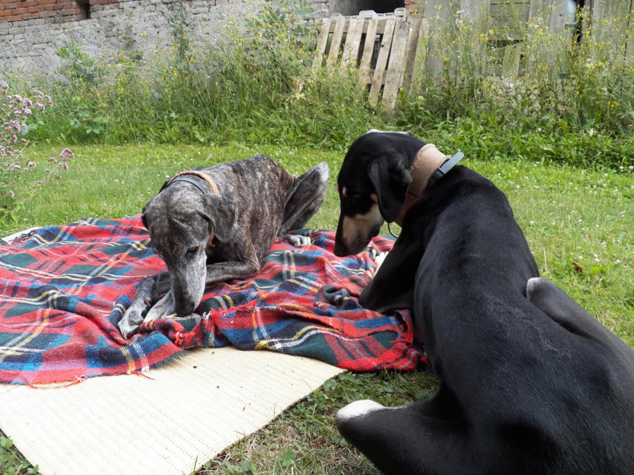 Messenger_creation_5345D192-71EB-4F29-9CD6-8E5F78CFDF95