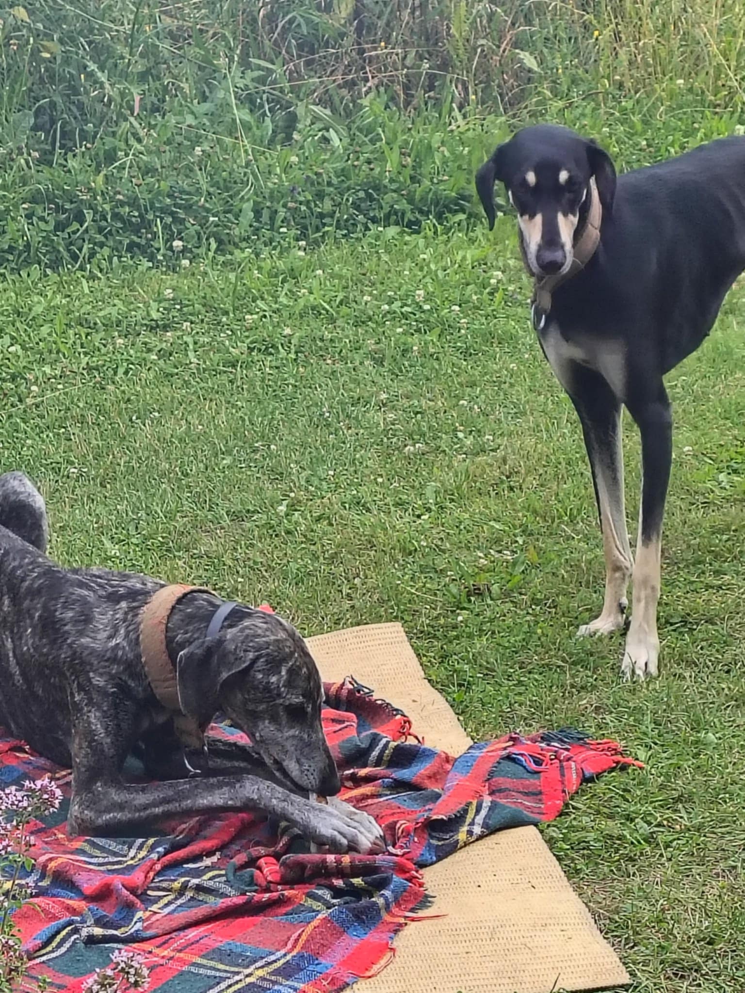 Messenger_creation_03A3D849-2D3F-4B1E-8A15-BE5A1E7BD4D2