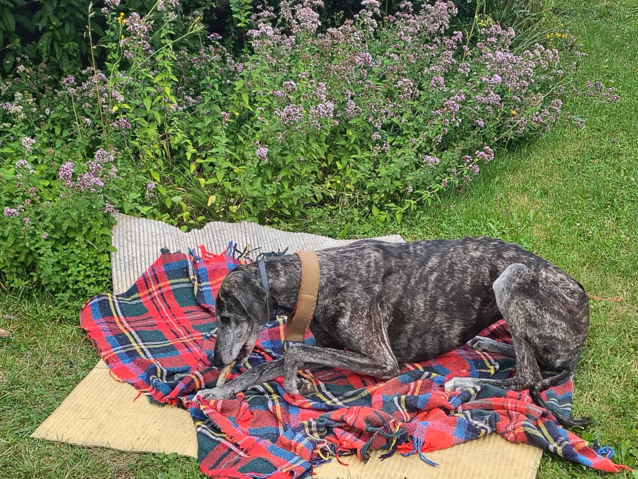 Messenger_creation_70E7CF7C-9B15-4B13-8B21-0B9CF5625586