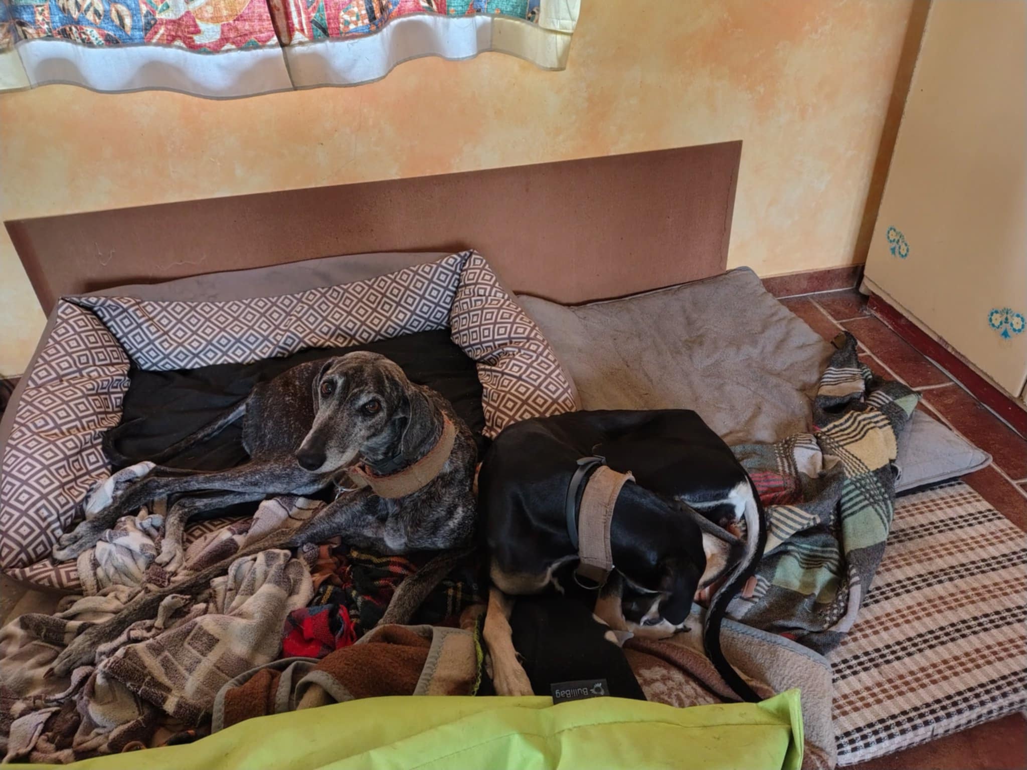 Messenger_creation_B7C42C8A-BE01-4D82-86D6-22D6F1DD59A9