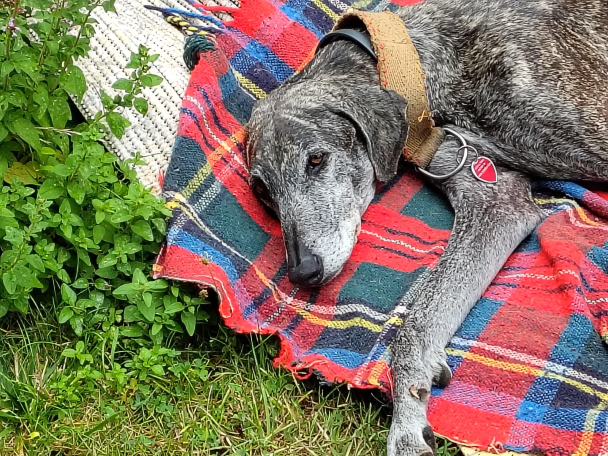 Messenger_creation_46C0131F-BF2B-49DB-AF2D-7B4CE349867C