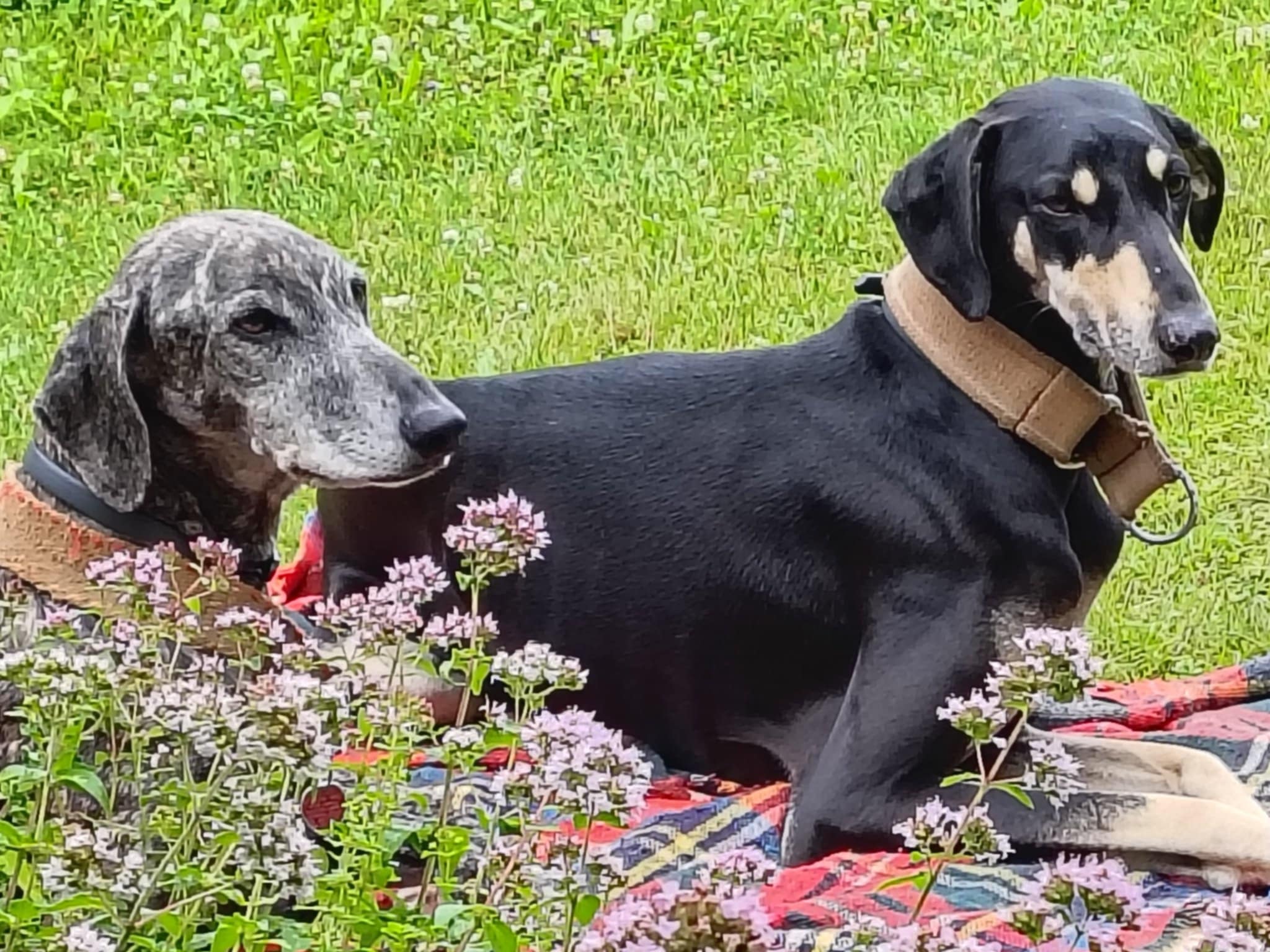 Messenger_creation_09064DF6-1DF1-4B81-9CA3-8E6C0805AA8B