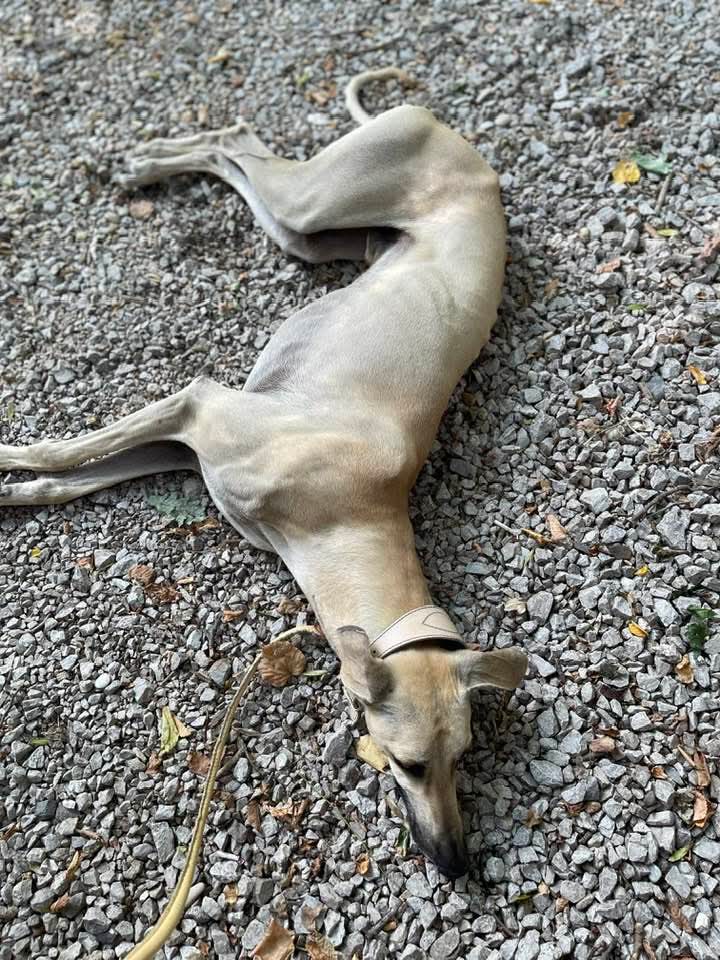 FB_IMG_1752417951000