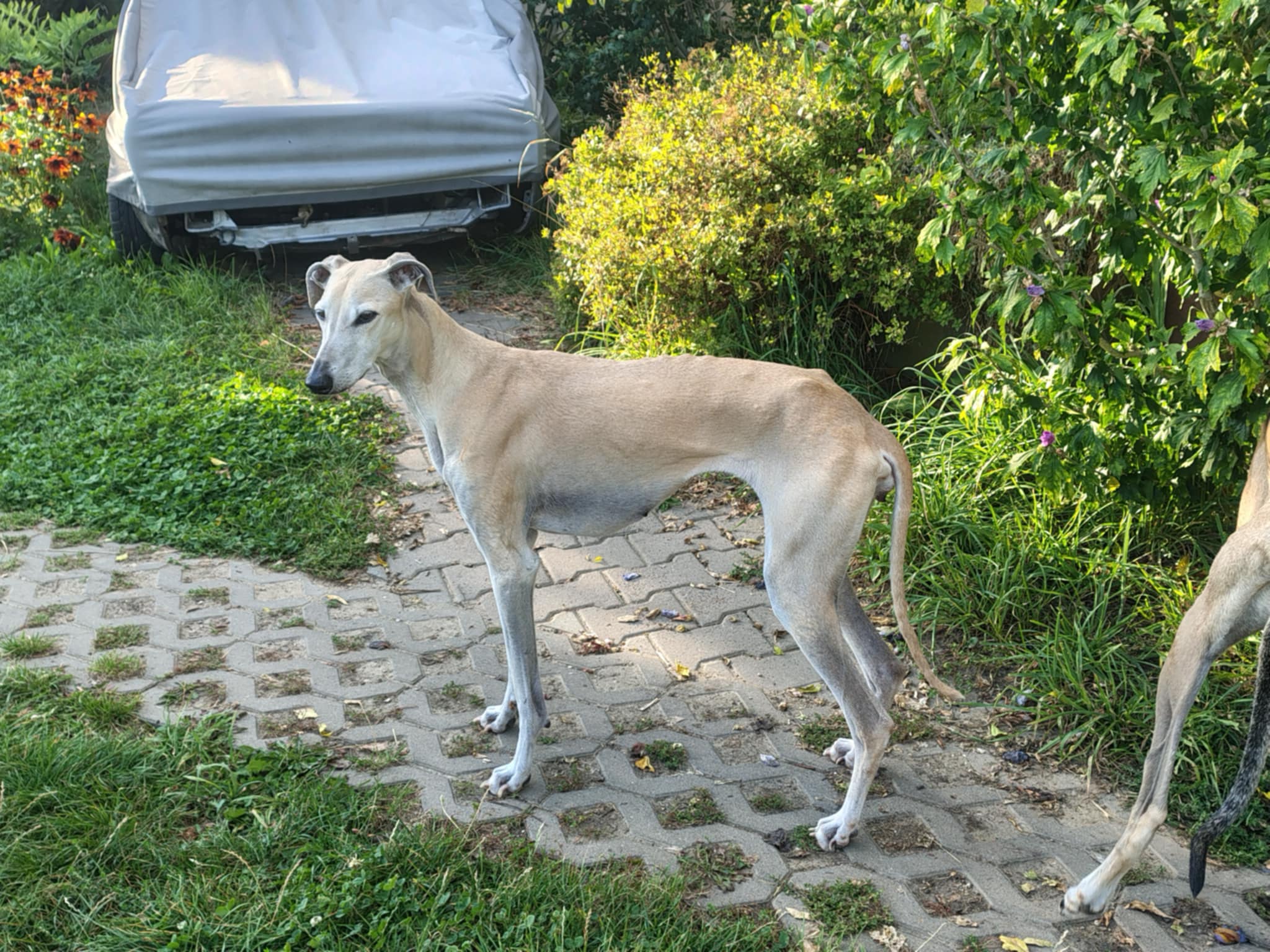 Messenger_creation_016E083A-8305-4612-9E33-8744C8A7C051