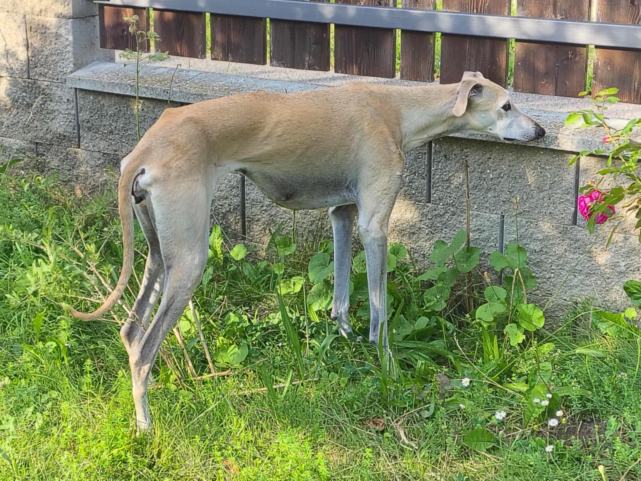 Messenger_creation_CE108075-5EBA-40ED-B5C1-B9FA800B7790