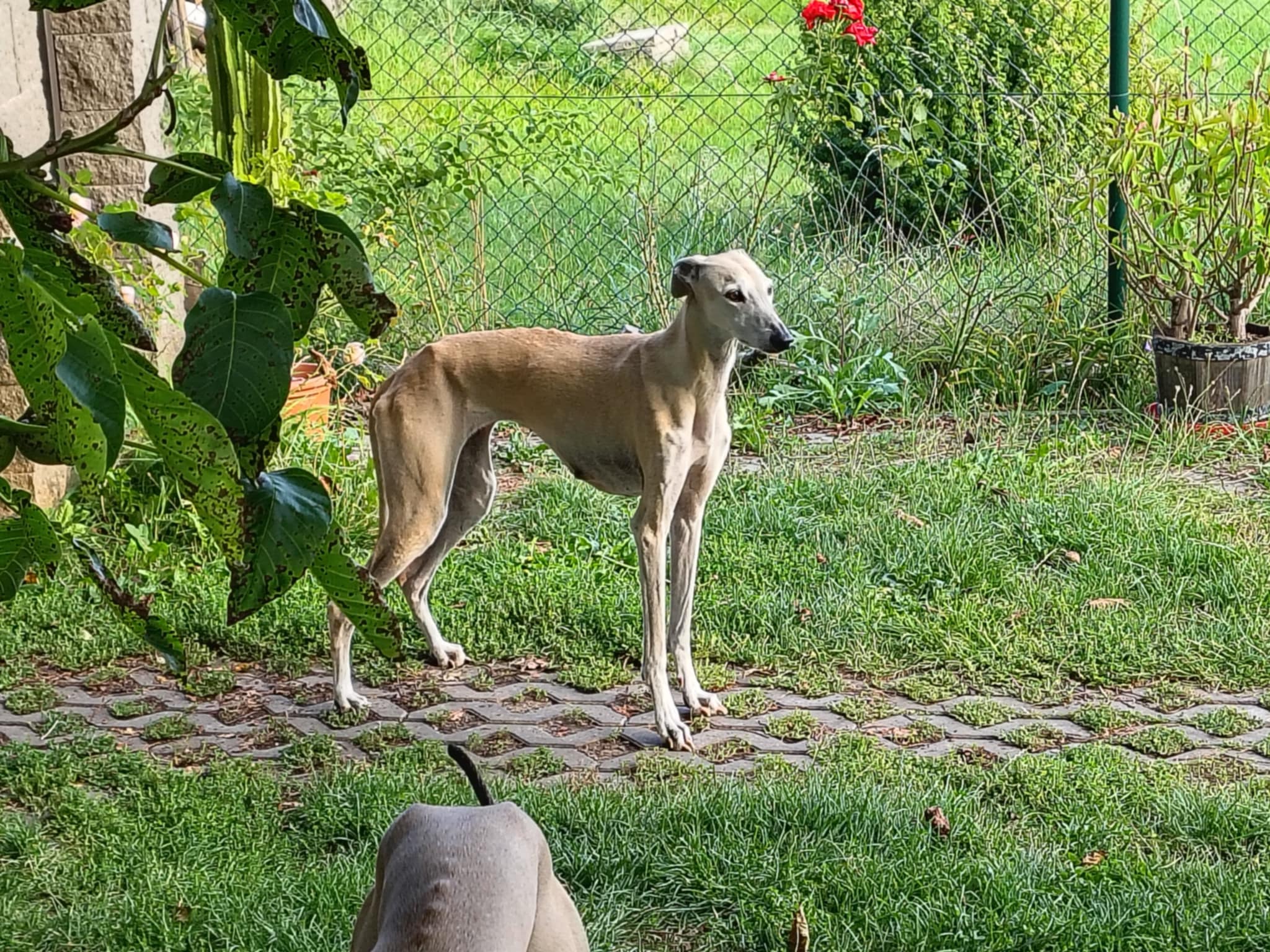 Messenger_creation_EEA6265B-63F2-4DB9-8B83-D63485E39398