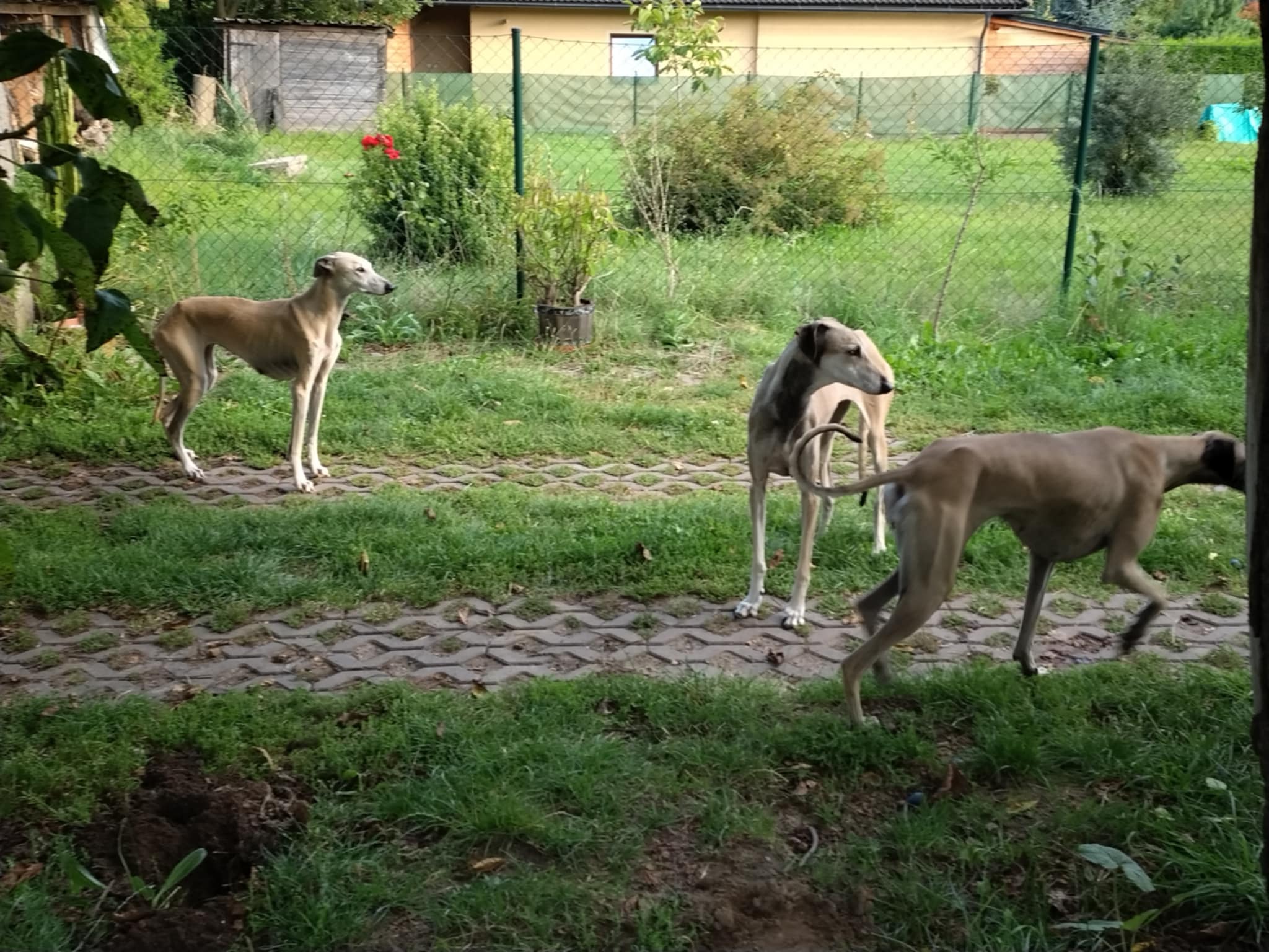 Messenger_creation_561AF9B1-CA18-4B6C-8867-2272CED07488