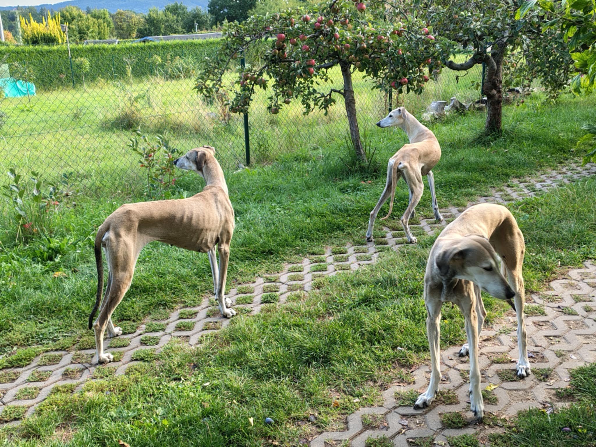 Messenger_creation_E289363F-1D13-45E5-9A50-C37FE9F0D57E