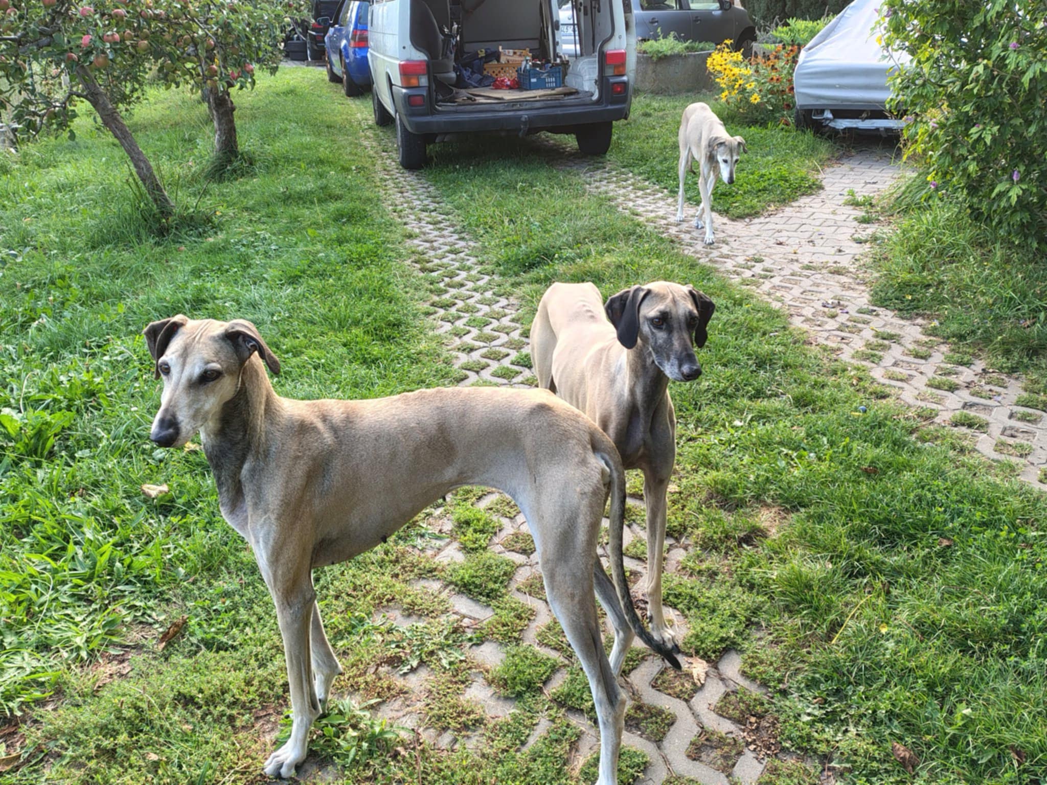 Messenger_creation_E087D0FF-8630-412D-955E-F5D3DDF9BD6B