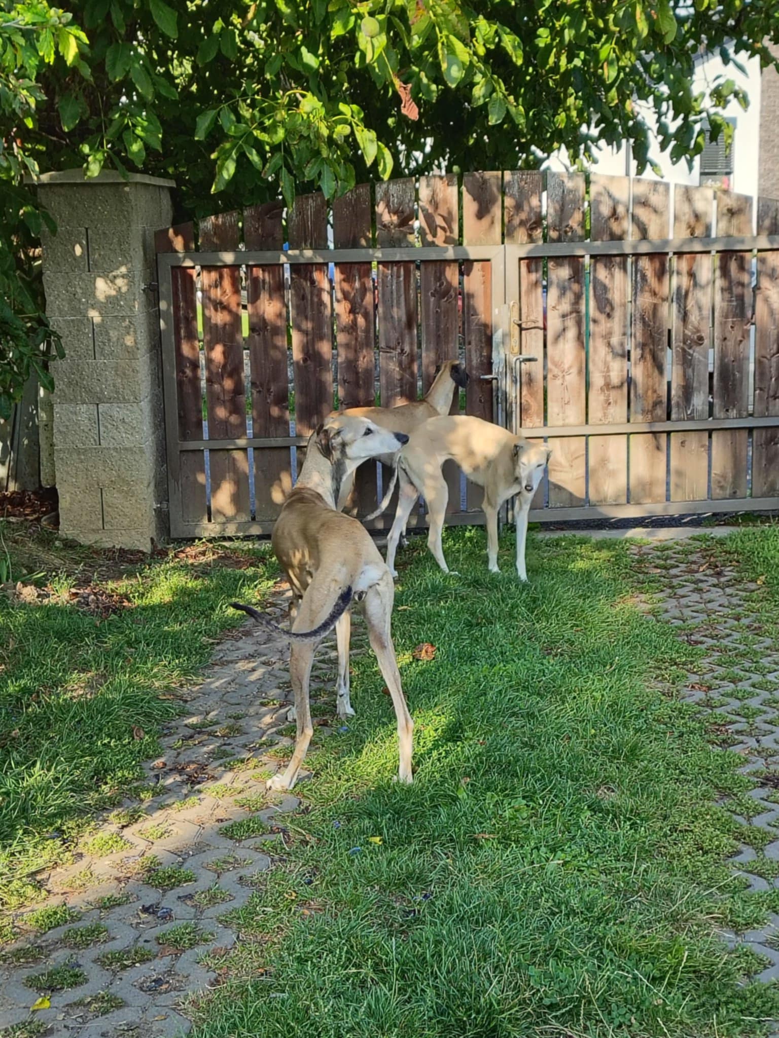 Messenger_creation_F78C6D04-AD8A-47A2-9B4B-96541ED23DBE