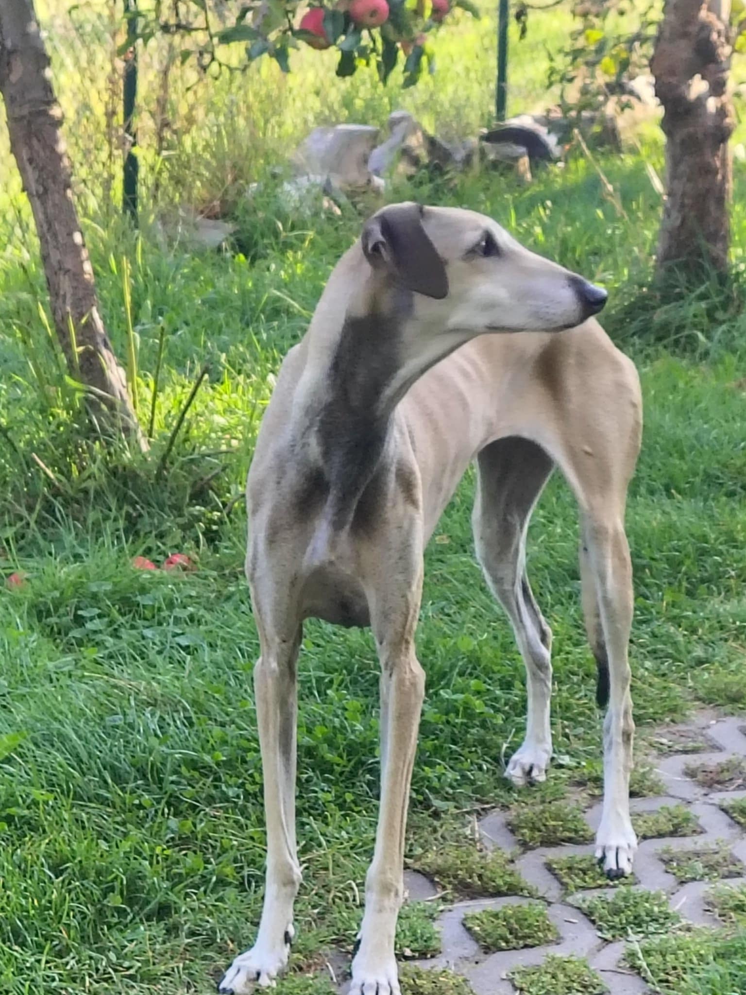 Messenger_creation_E17D938D-0E2F-43EF-8F8E-CAF8B10AC065