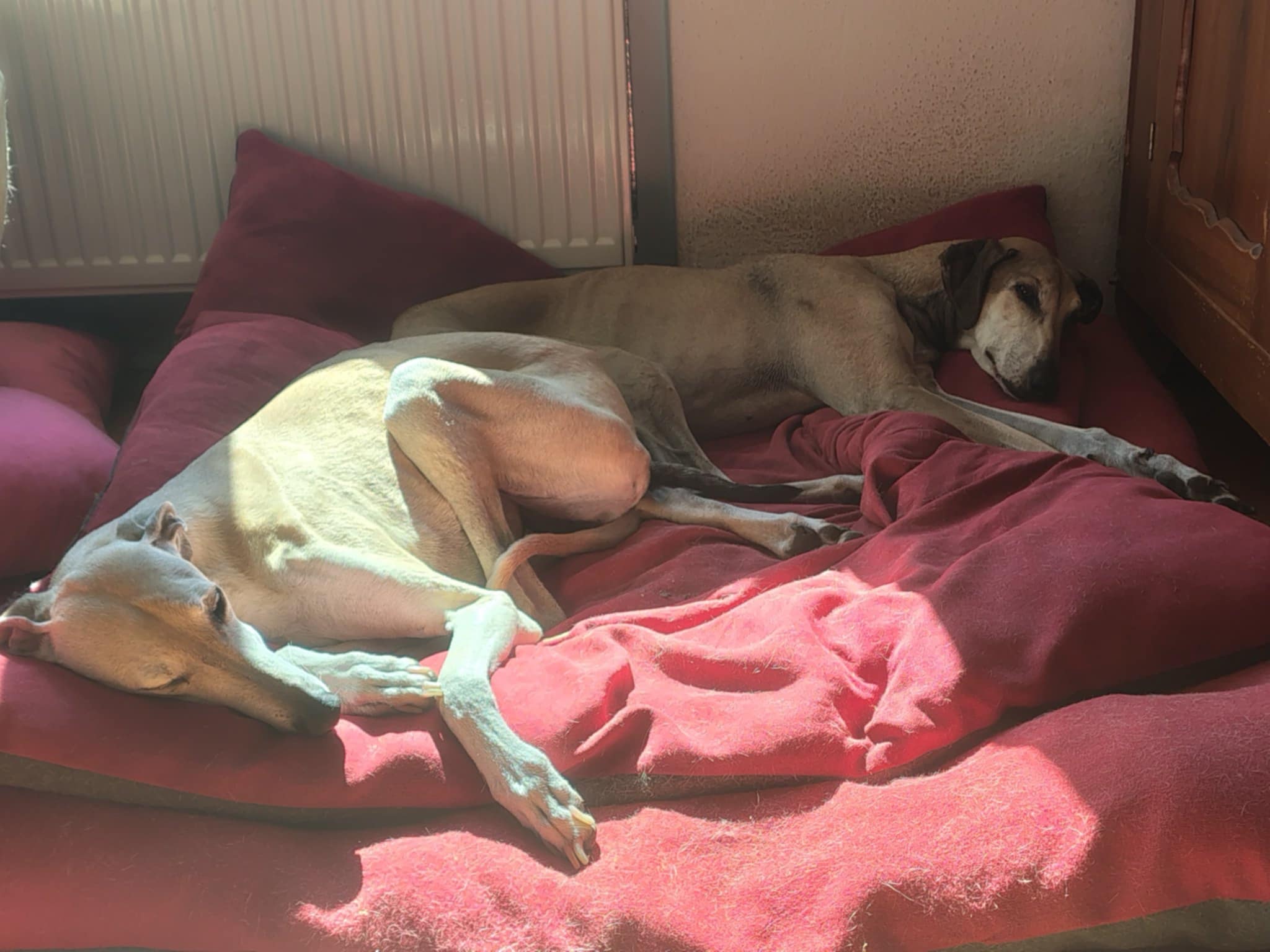 Messenger_creation_8FC75C5B-B92A-4DCE-AE7B-084D8718E45D