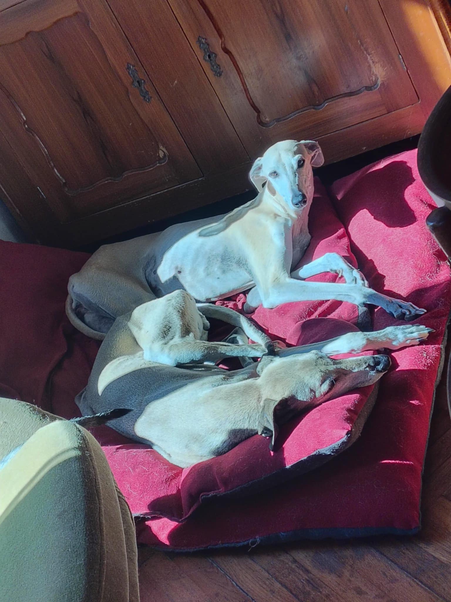 Messenger_creation_BF1DFEEE-4A70-41E6-B9D2-9BEEDECA6C20