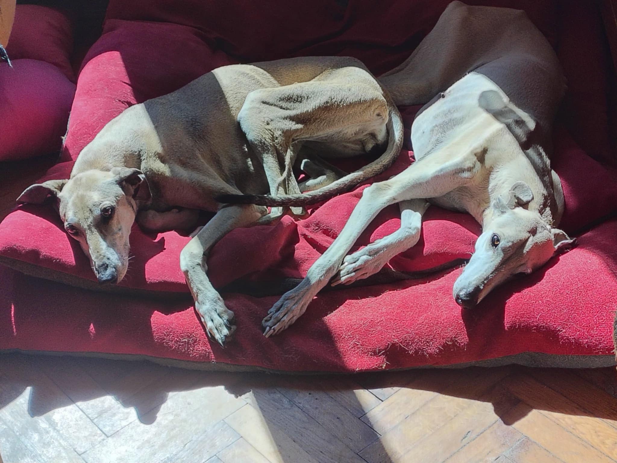 Messenger_creation_1ABA9274-C712-4764-9EA4-F26D5532AF1F