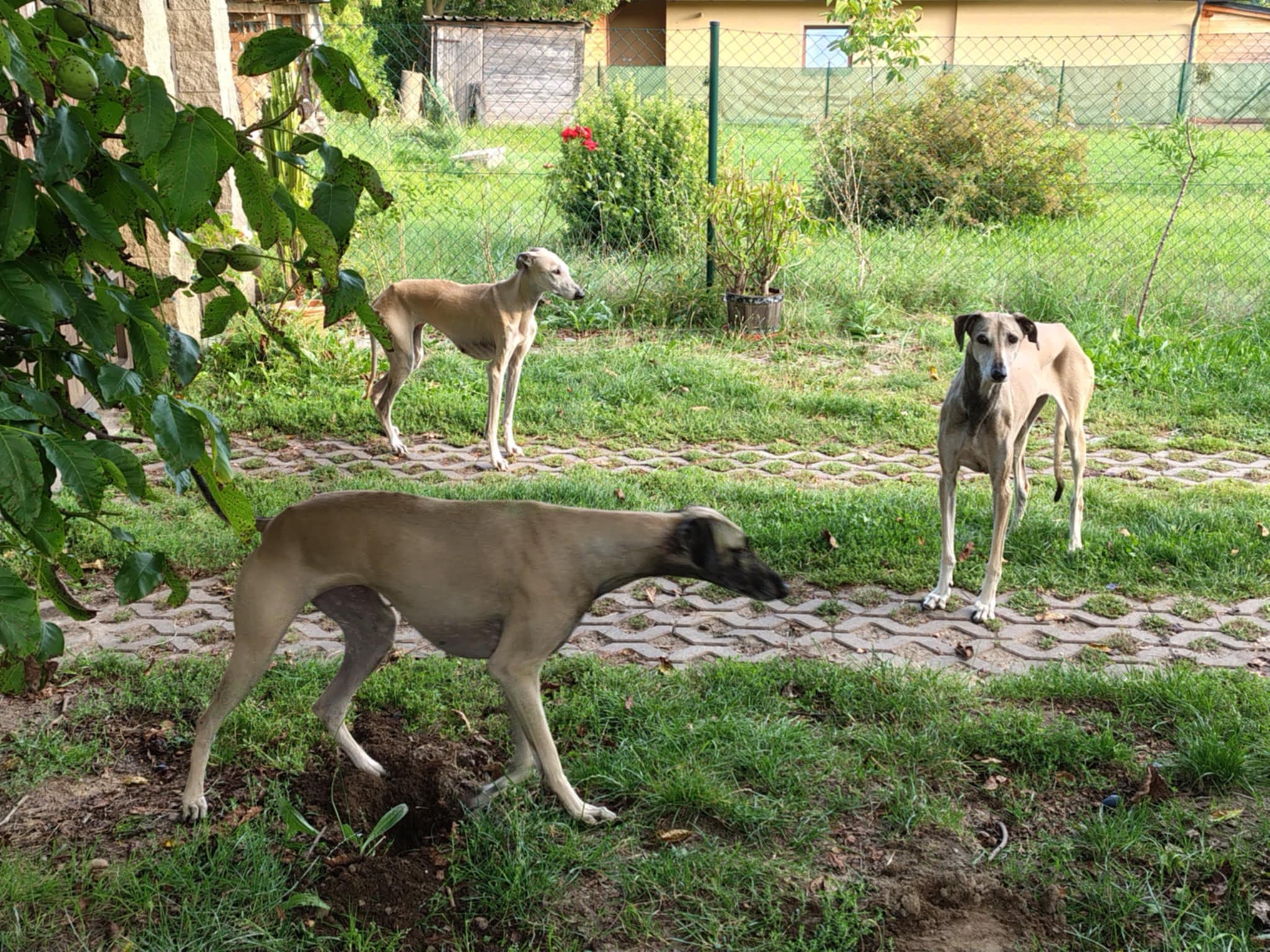 Messenger_creation_3FEAE67F-0B29-4AA0-883C-60705E7DD87C