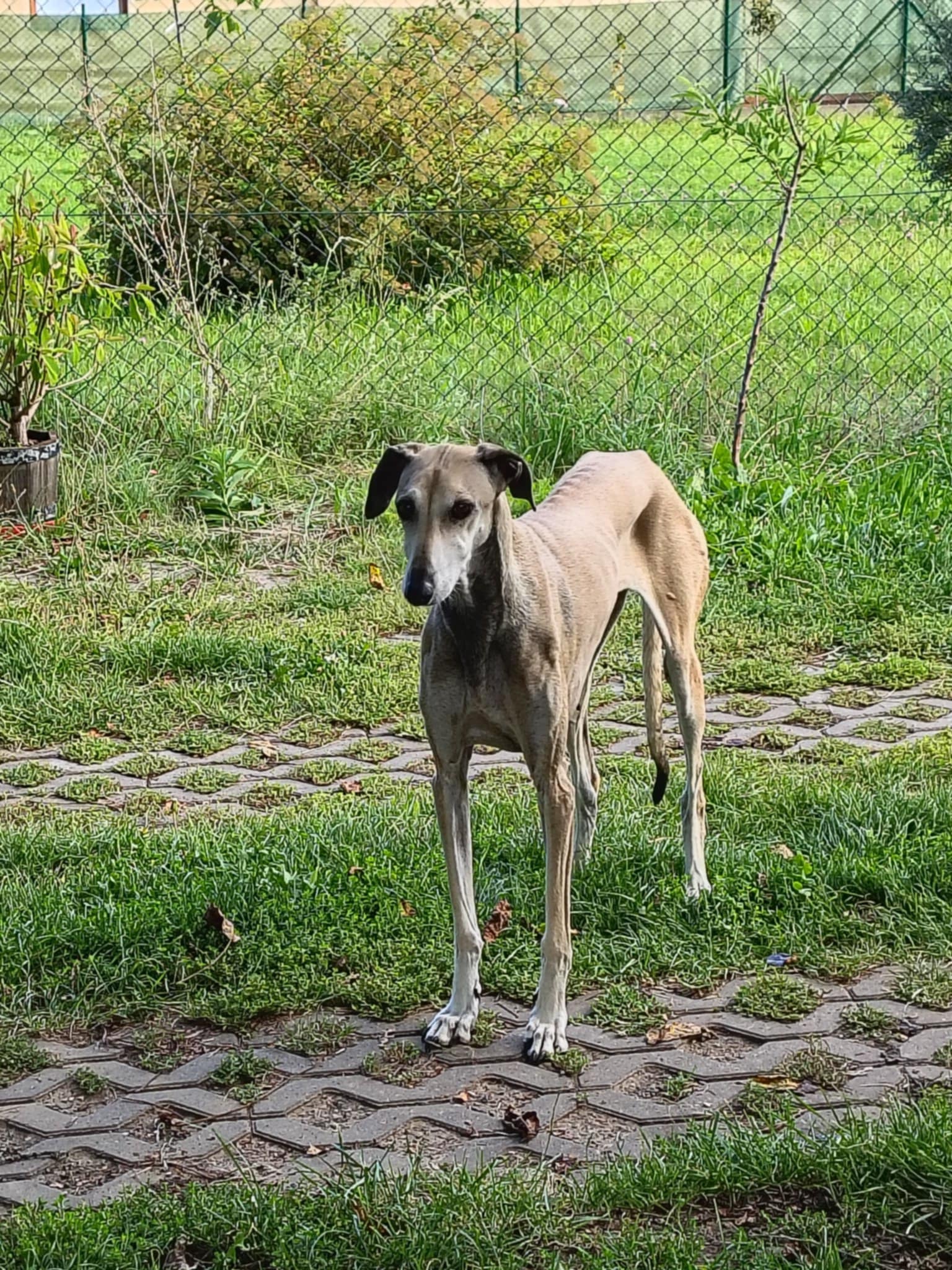 Messenger_creation_7F7CC725-FD79-4821-AF52-FAB937194871