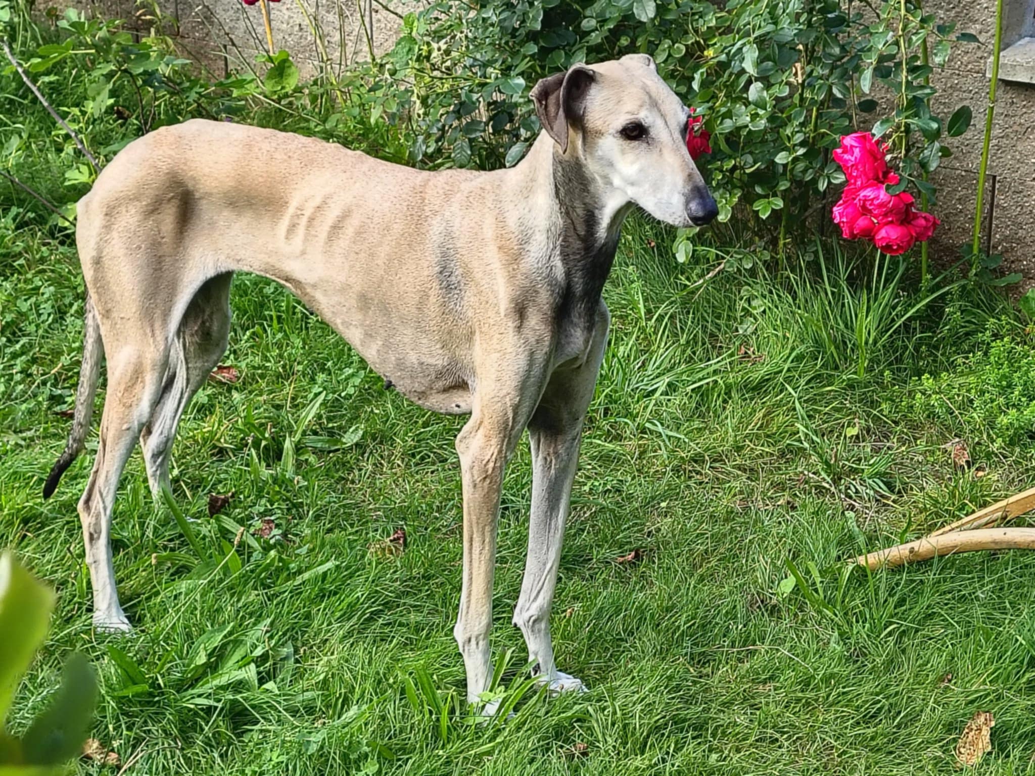 Messenger_creation_43392F13-5441-47AB-82FB-34A24860B06C