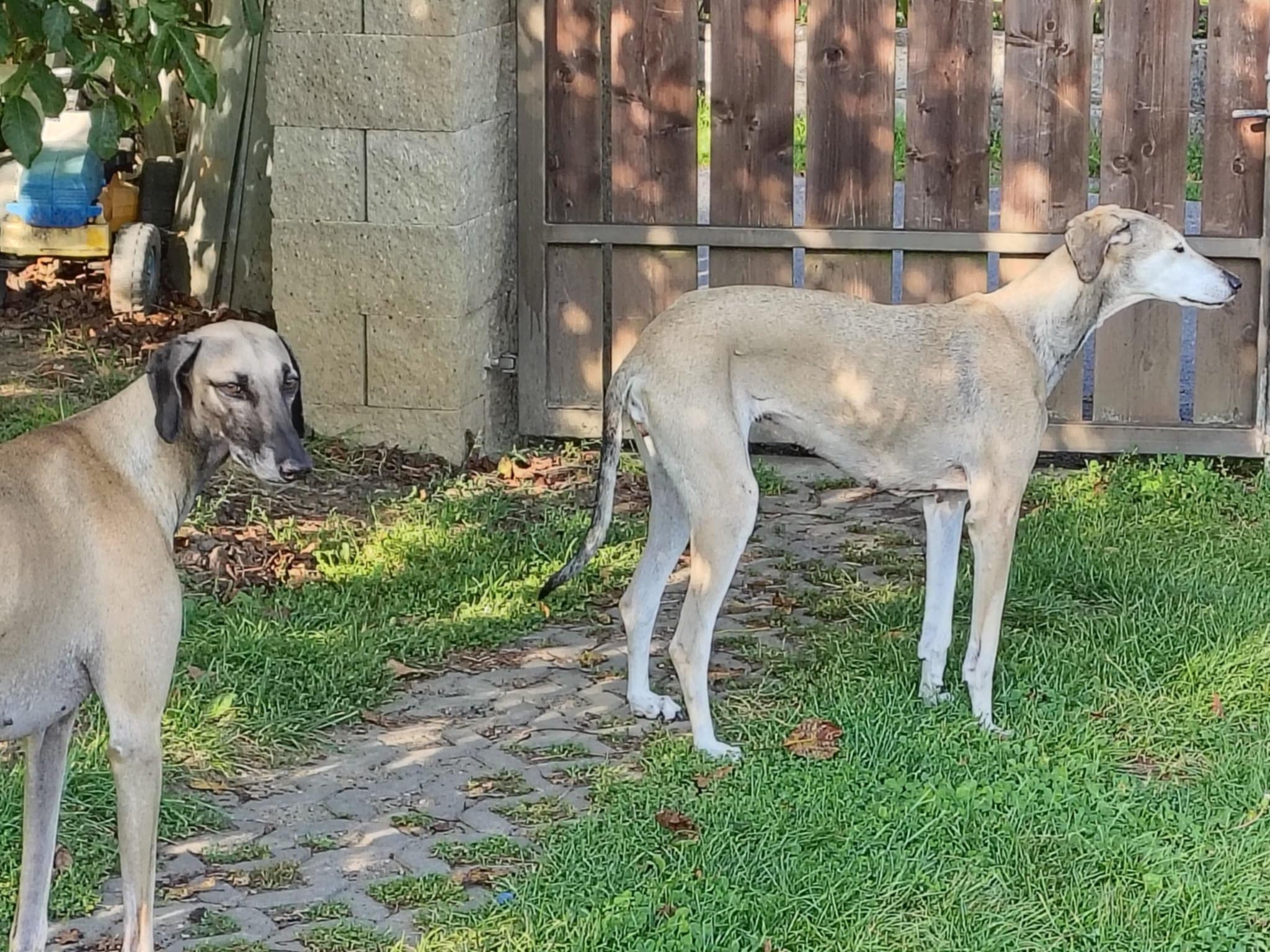 Messenger_creation_345B3D83-82D4-498C-9C4C-C69E54B2B023