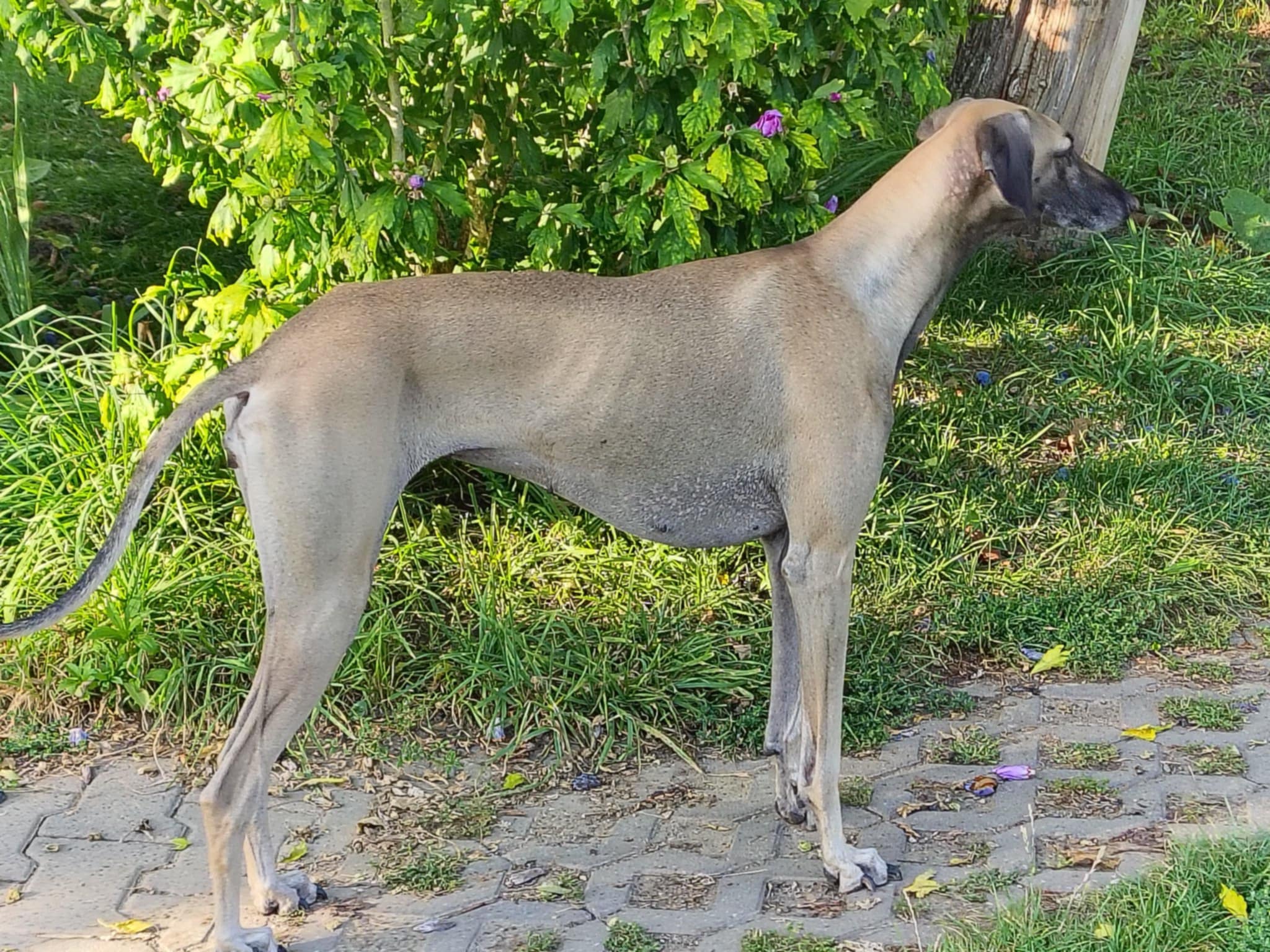 Messenger_creation_9E935597-AD2A-49EC-8BF1-70B60D45F3A3