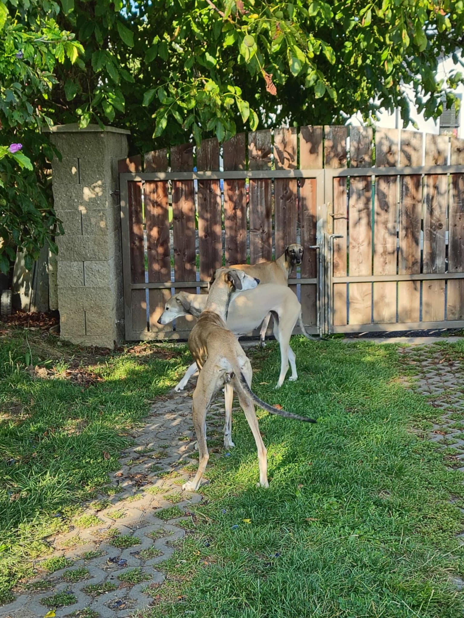 Messenger_creation_1FCDC1EC-1163-4304-9759-90A5B591BDBE