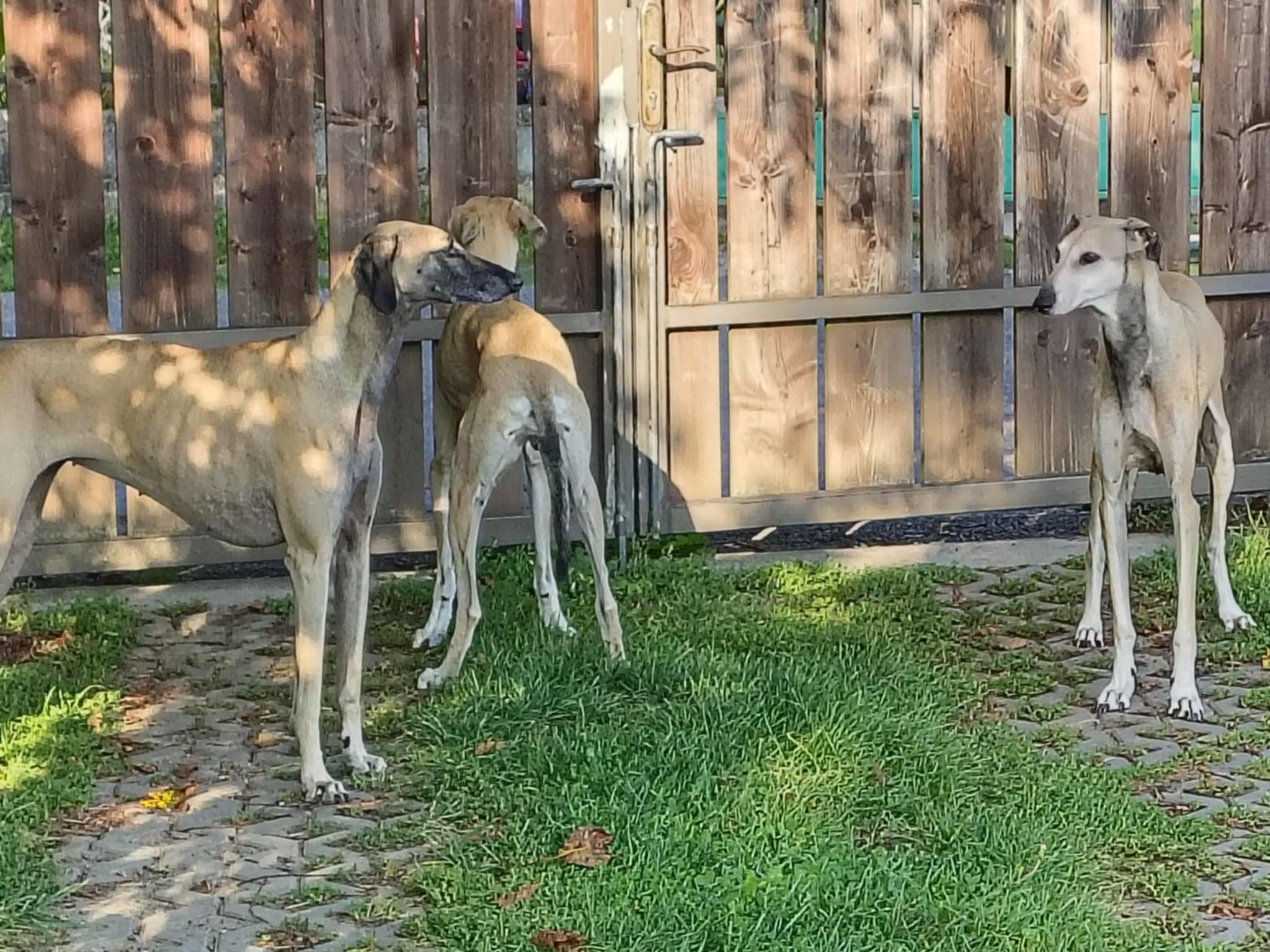 Messenger_creation_3D174463-2B61-447D-825F-9861B38878C7