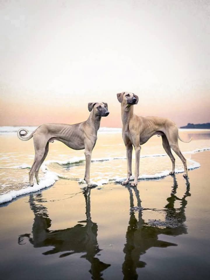 FB_IMG_1758912796527