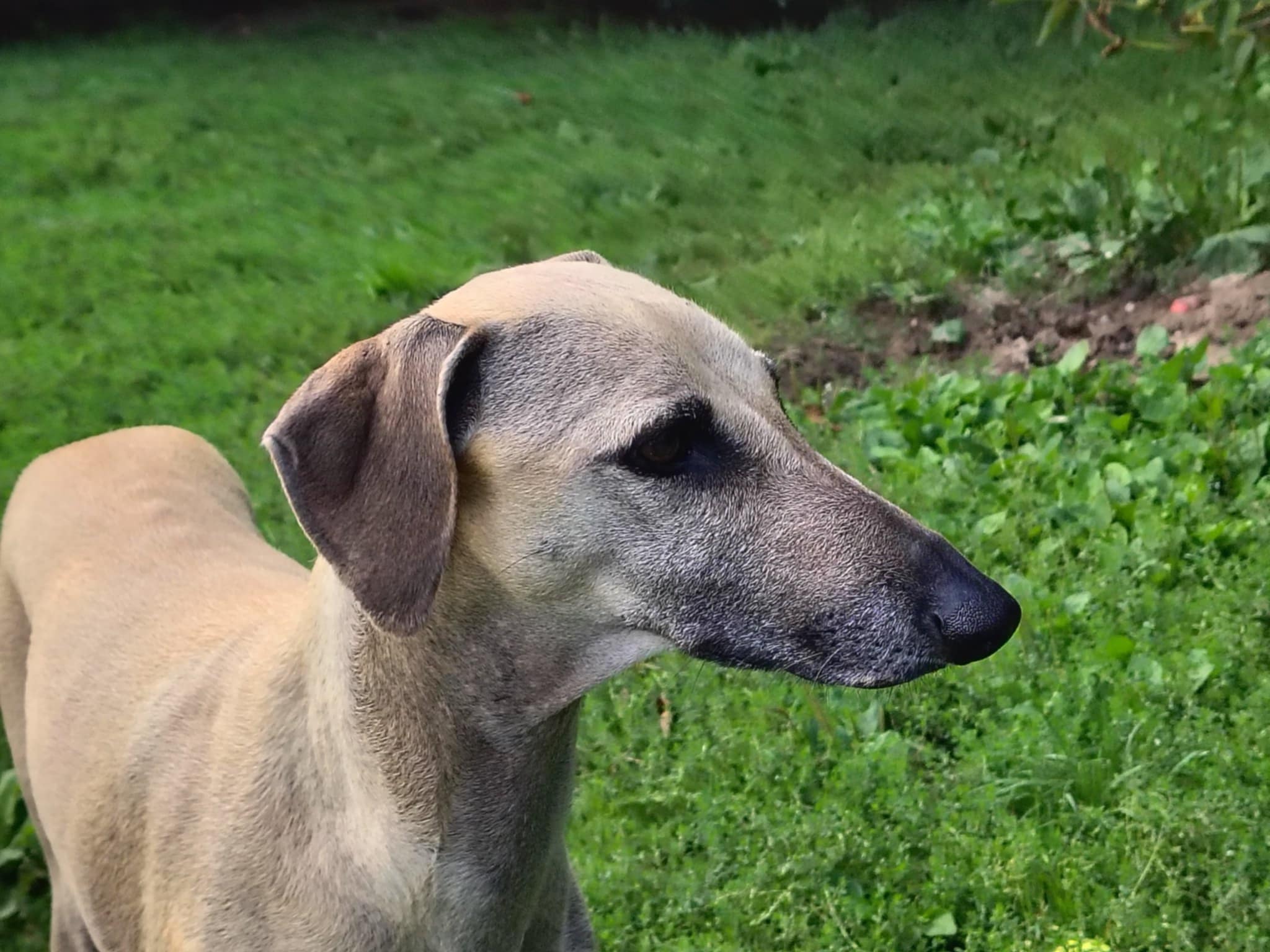 Messenger_creation_F7D0DFBD-8E6A-4BA8-A5AC-931E0EEFB3FC