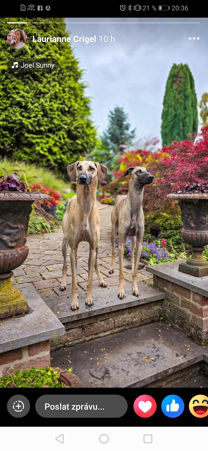 Screenshot_20251017_203649_com.facebook.katana