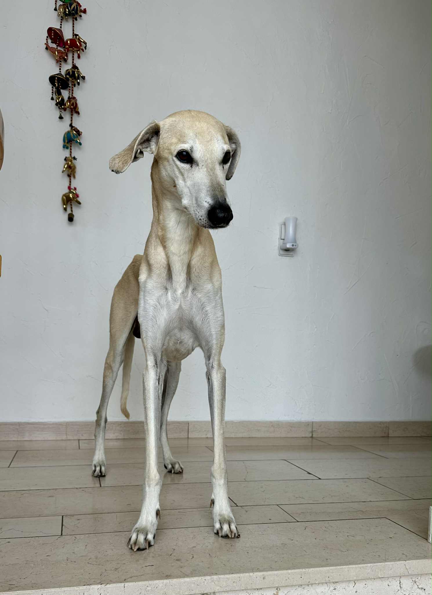 Messenger_creation_589C074D-7D3A-424B-9C97-8CADF6B9E549