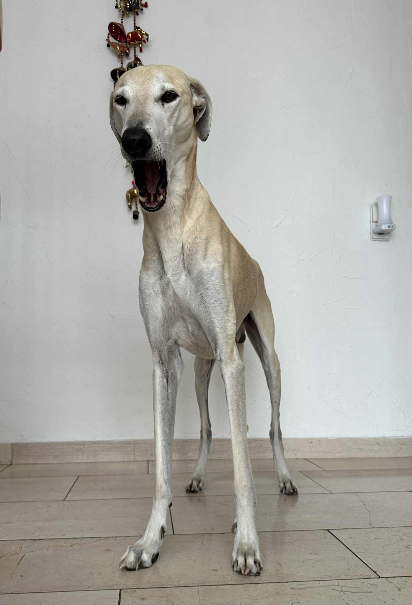 Messenger_creation_65FD3C39-F0D6-4F51-A6E8-EAF1C518B61B