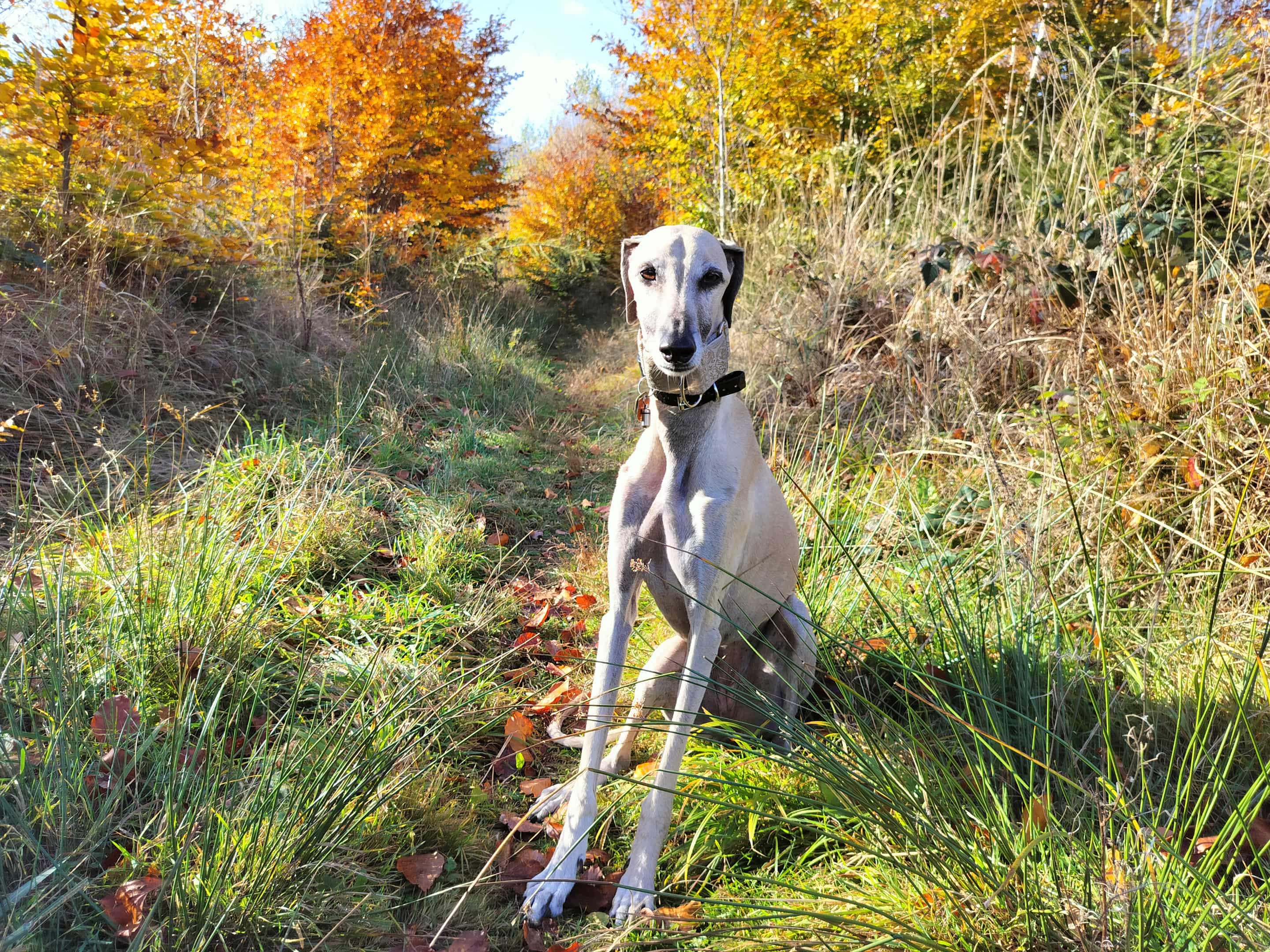 Messenger_creation_C34E3671-9470-4472-B6DB-24EEDF2B775C