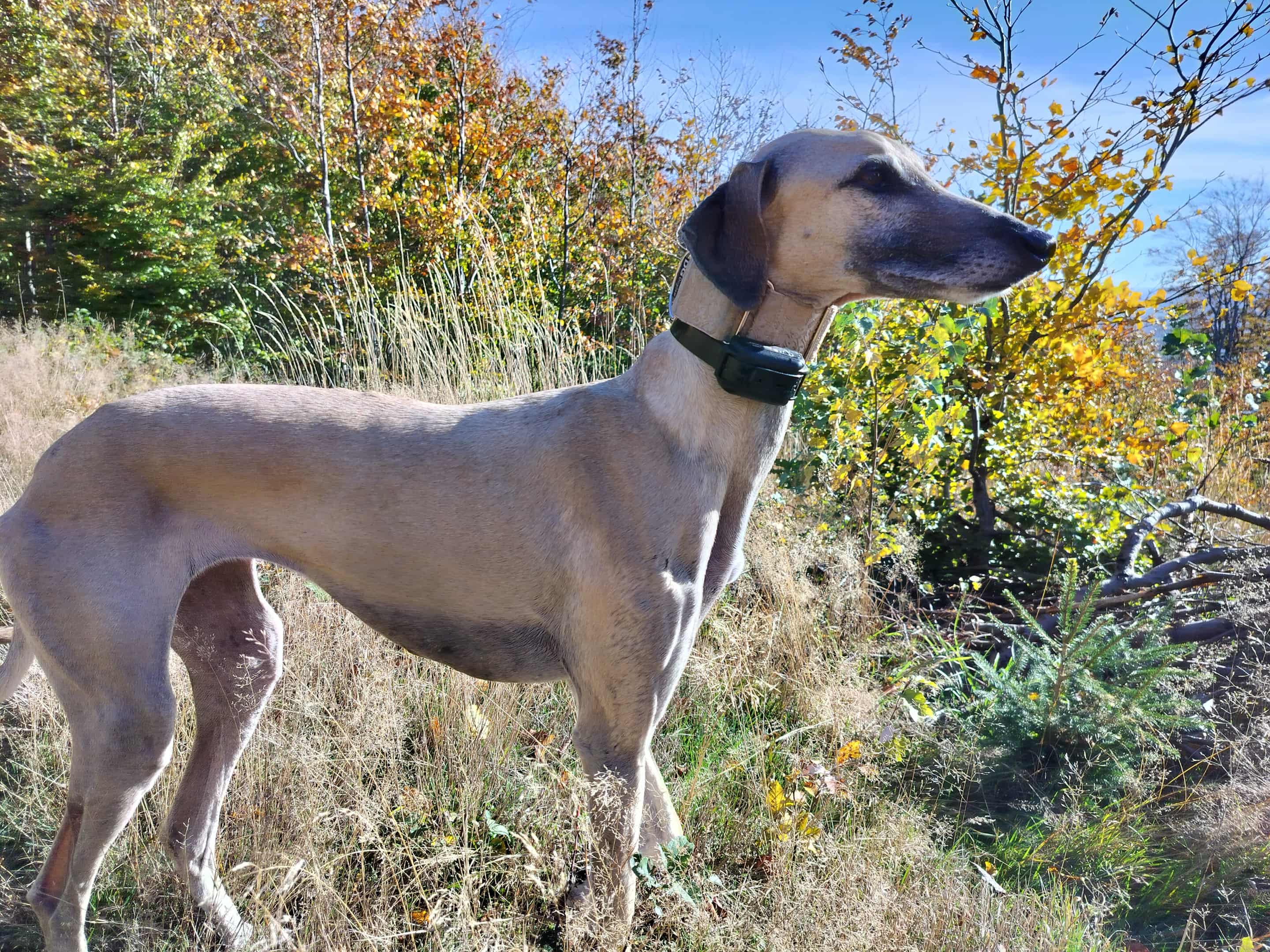 Messenger_creation_322D08FF-EDA7-4EC4-AE95-A518D9B2FC2B