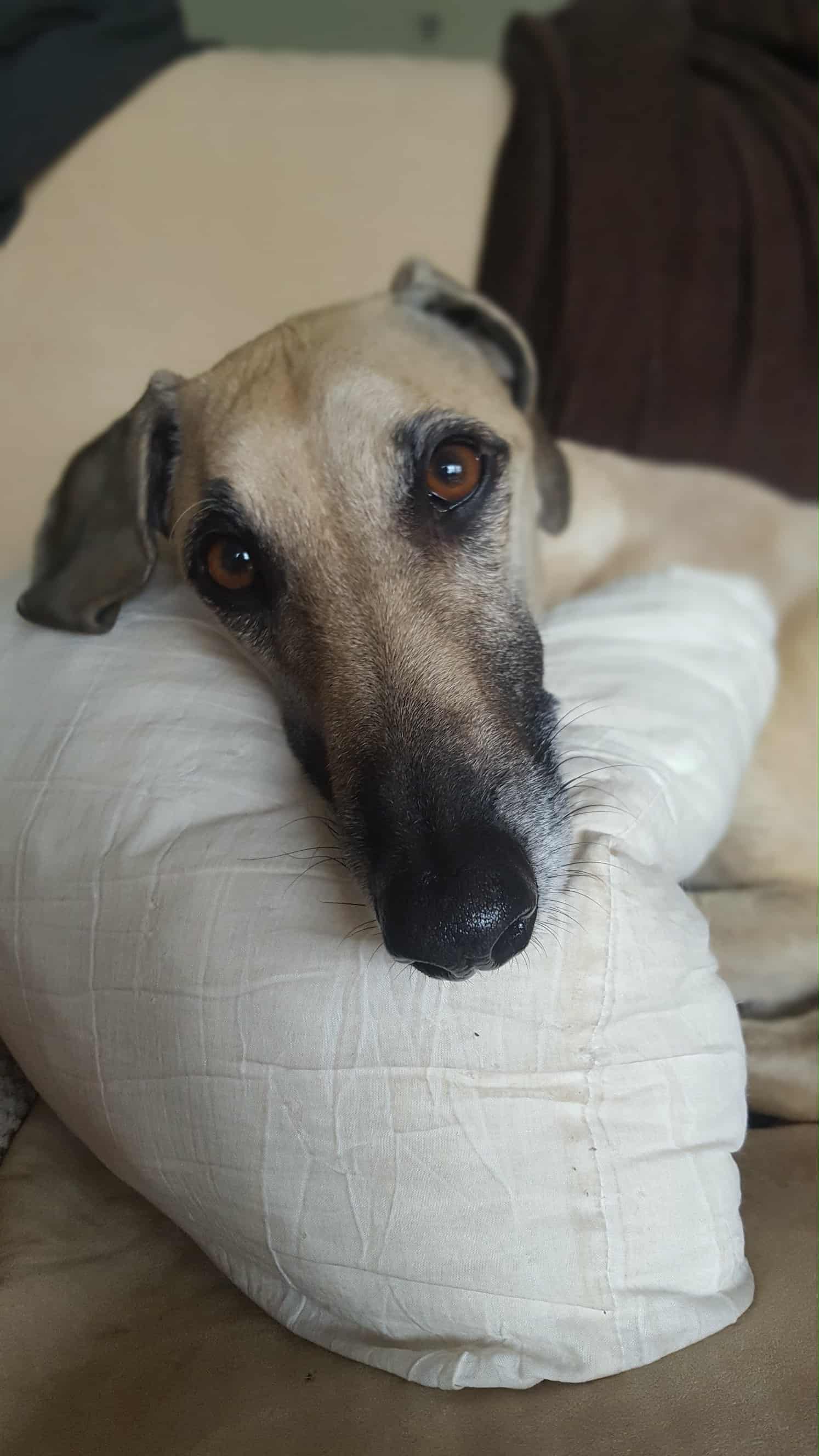 Messenger_creation_4924536F-5594-4C63-90BC-A66385FB7817