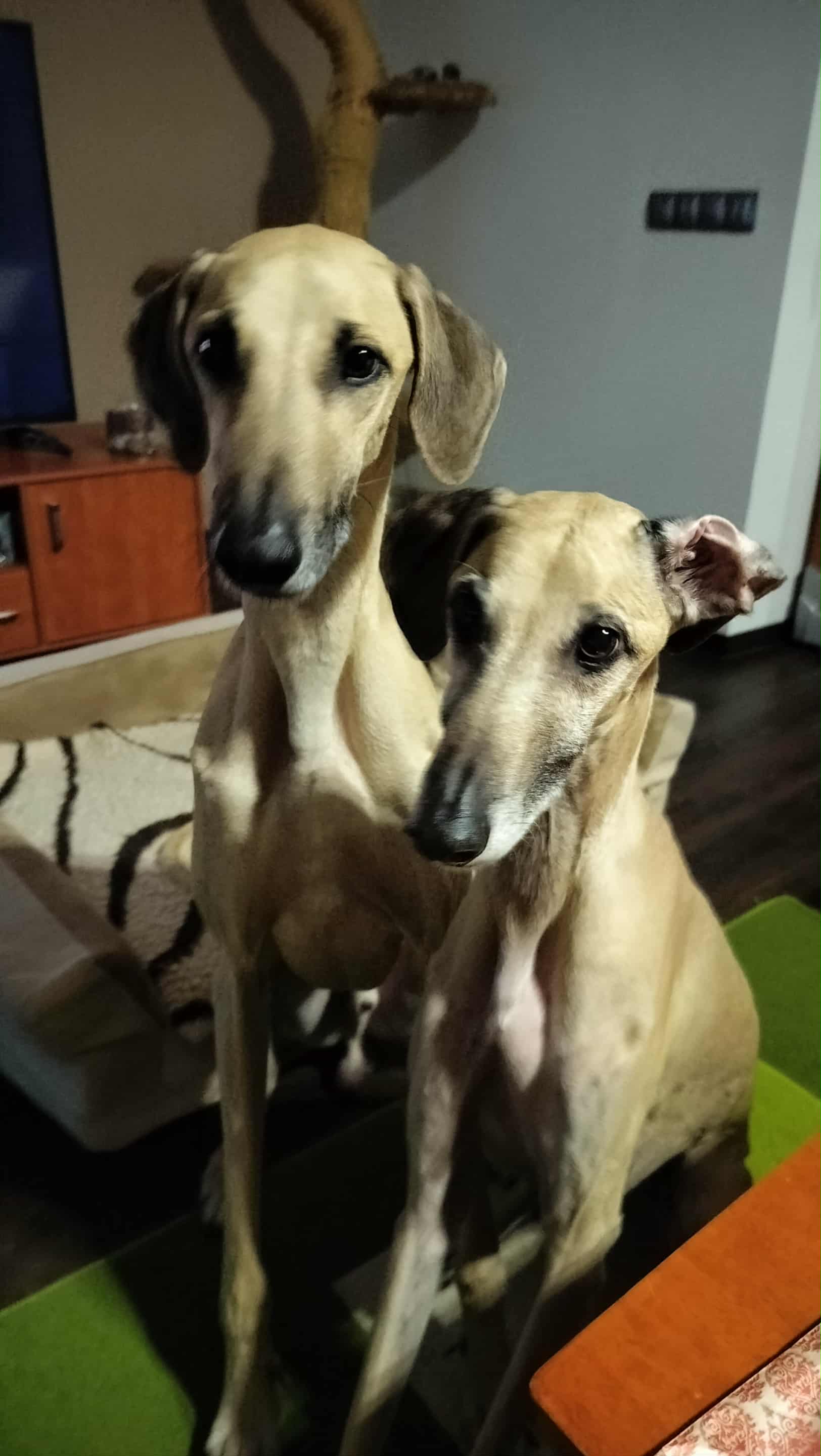 Messenger_creation_8B6E5926-B182-4861-B8EB-765A47D7055A