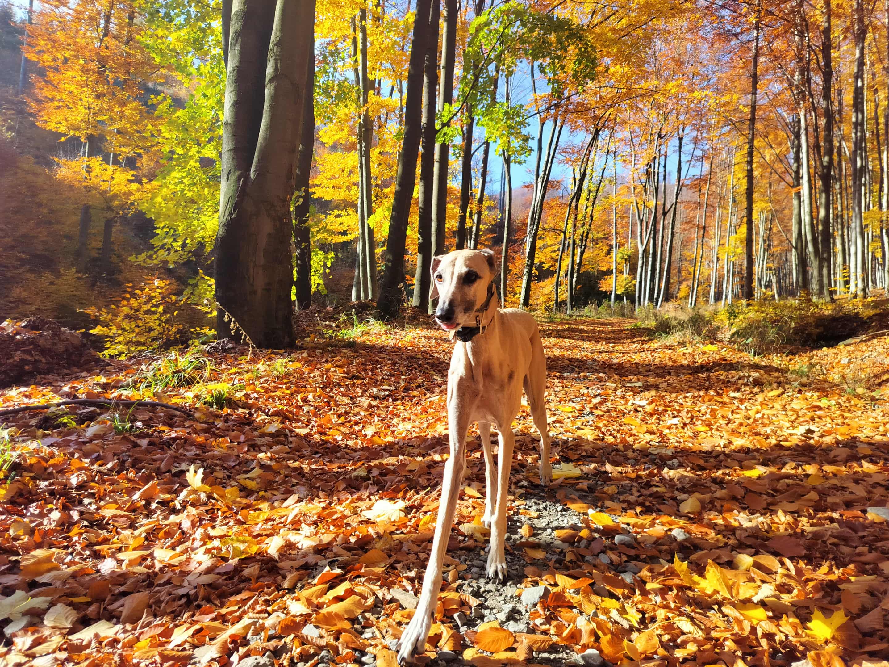 Messenger_creation_761B3B66-456C-42B0-91A3-34519E89EEBF