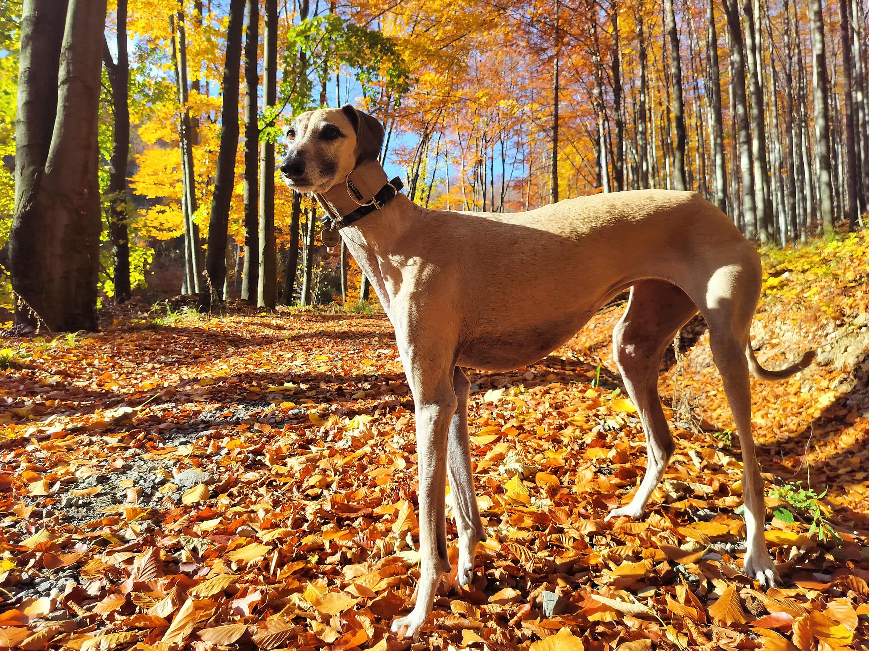 Messenger_creation_8199B5A9-787A-4961-A85D-B8B25C83CB8C